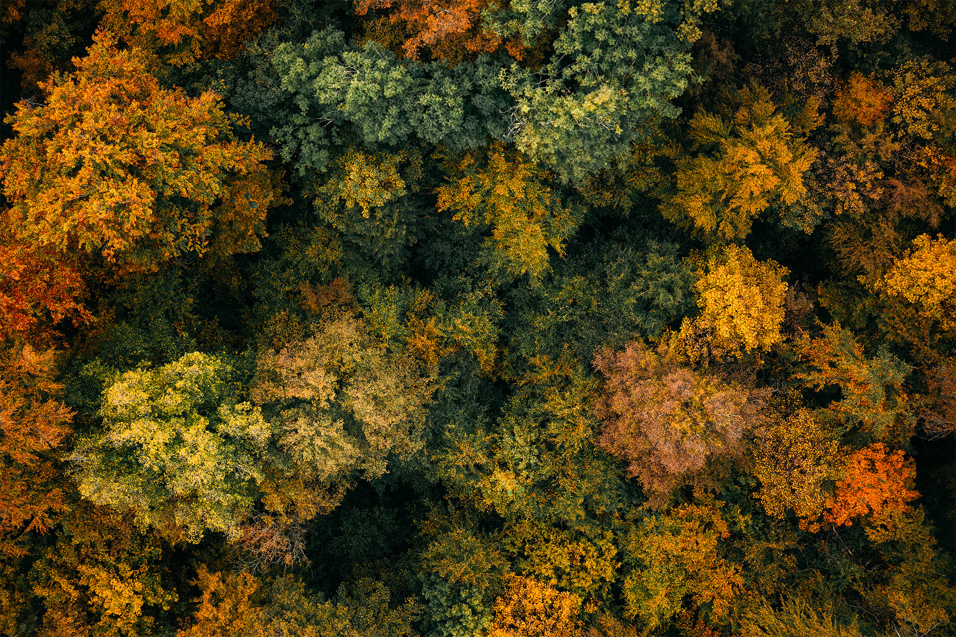 Luftaufnahme eines Laubwaldes in bunten Herbstfarben.